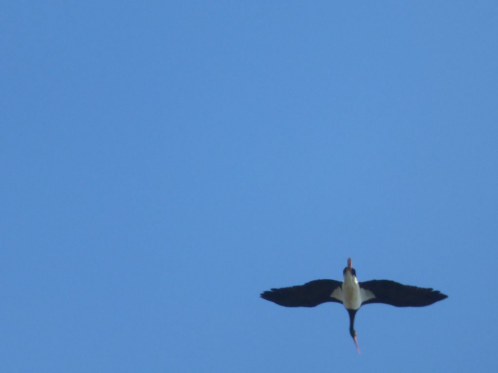 Cinque giorni ad Arenzano (GE): Cicogna nera